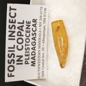 Fossil Insect in Copal Pleistocene Madagascar 1.25'' long
